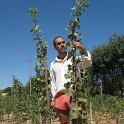 Planta injertada variedad kerman (2)